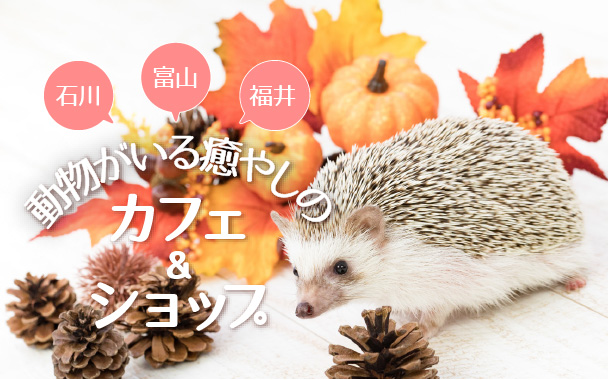 動物カフェバナー